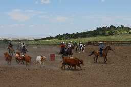 Steer penning at Gymkhana